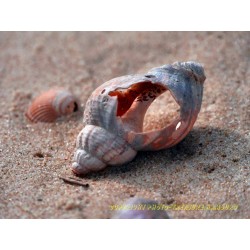 Meeresschneckengehäuse 20