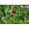 Schmetterling 1