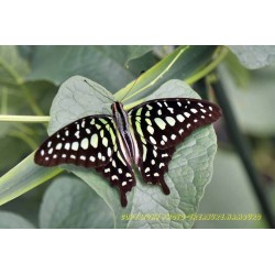 Schmetterling 8