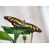 Schmetterling 10