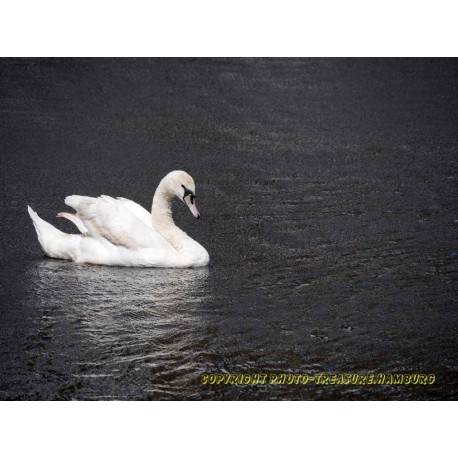 Schwan.