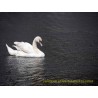 Schwan.