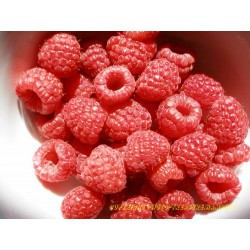 Himbeeren.