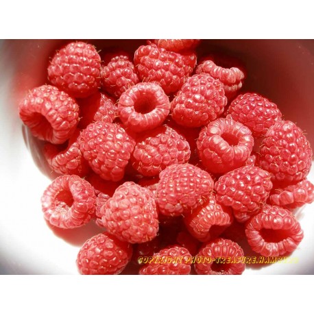 Himbeeren.