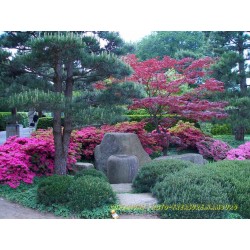 Japanischer Garten.
