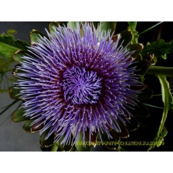 Blühende Artischocke.