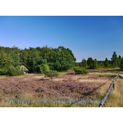 Aufstieg zum Wilseder Berg.