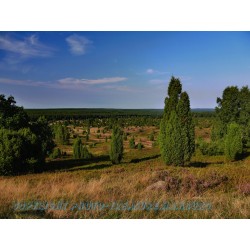 Typische Landschaft in der nördlichen Lüneburger Heide.