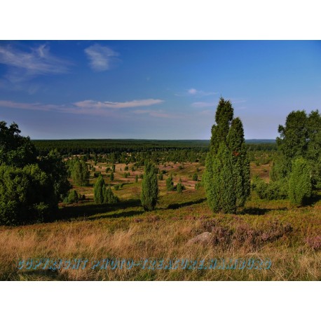 Typische Landschaft in der nördlichen Lüneburger Heide.