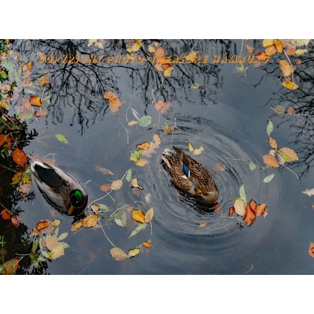 Enten im Schlosswassergraben