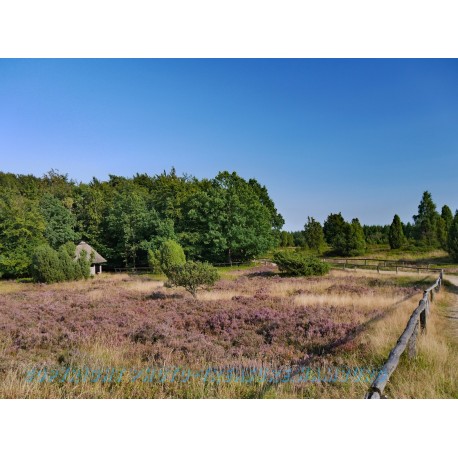 Blick vom Wilseder Berg in der Lüneburger Heide.