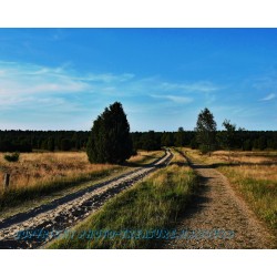 Auf dem Weg vom Wilseder Berg nach Undeloh.