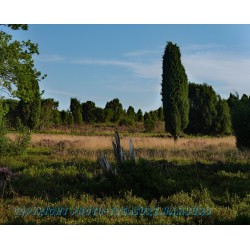 Wanderweg vom Wilseder Berg nach Undeloh.