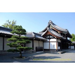 Nishi-Honganji-Tempel.