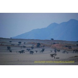 Savanne mit Tirasbergen.