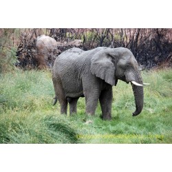 Afrikanischer Elefant.