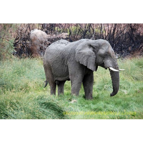 Afrikanischer Elefant.