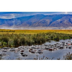 Flusspferde im Hippopool.