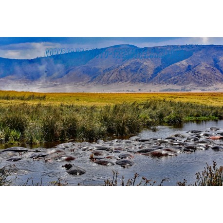 Flusspferde im Hippopool.