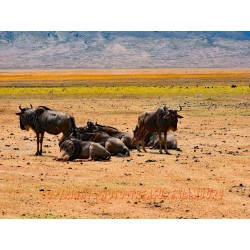 Streifengnu-Population.