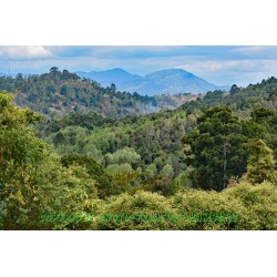 Blick auf die Usambara-Berge.