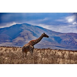 Massai-Giraffe.