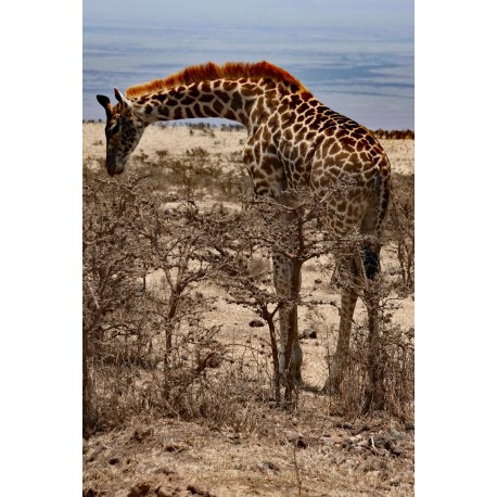 Massai-Giraffe, Nahaufnahme im Serengeti Nationalpark.