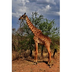 Massai-Giraffe im Serengeti Nationalpark.