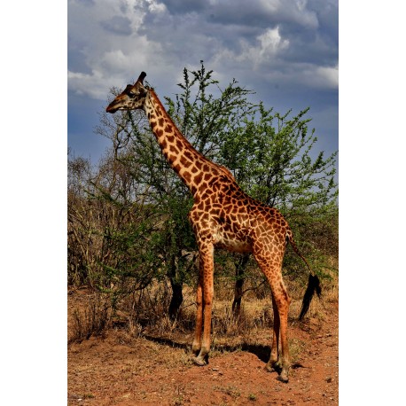 Massai-Giraffe im Serengeti Nationalpark.