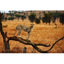 Gepard, Ganzkörperportrait.