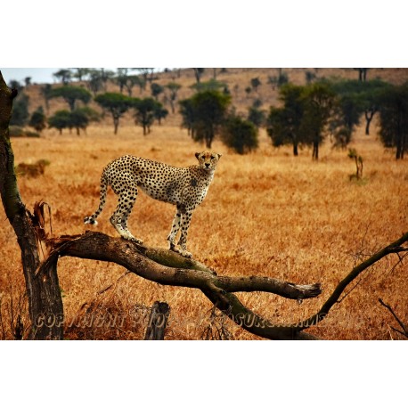 Gepard, Ganzkörperportrait.