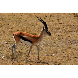 Thomson-Gazelle im Serengeti Nationalpark.