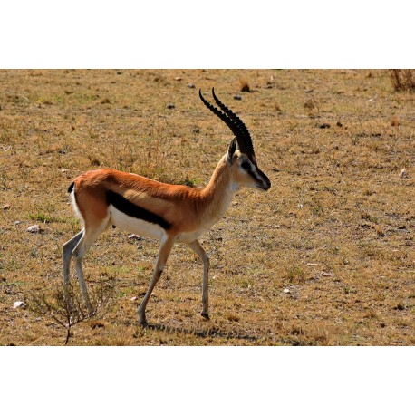 Thomson-Gazelle im Serengeti Nationalpark.