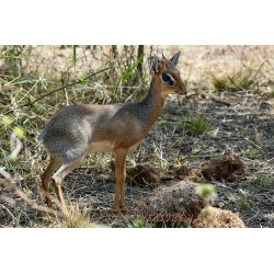 Dikdik!