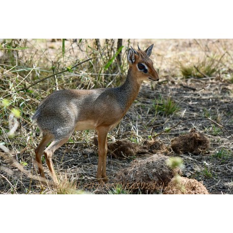 Dikdik!