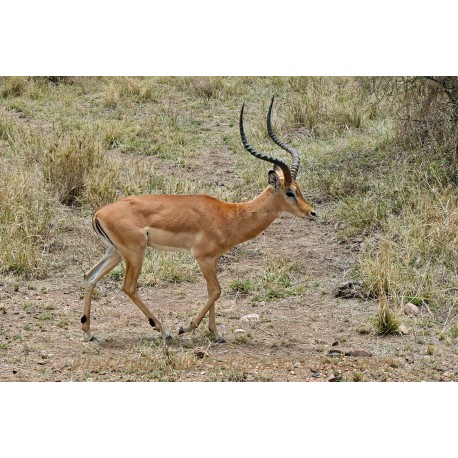 Gazelle im Lobo-Gebiet.
