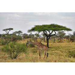 Junge Massai-Giraffe im Lobo-Gebiet.
