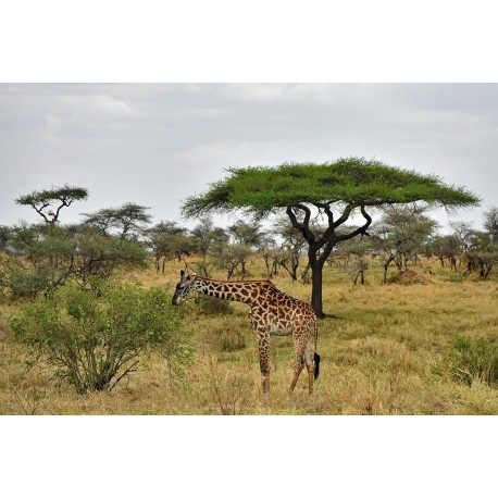 Junge Massai-Giraffe im Lobo-Gebiet.