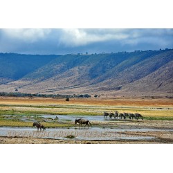 Gnus und Zebras im Ngorongoro-Krater.