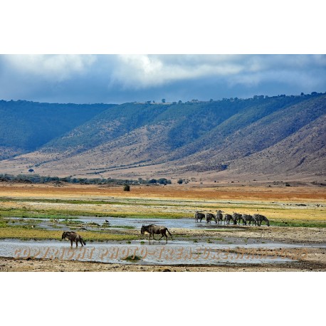 Gnus und Zebras im Ngorongoro-Krater.