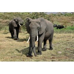 Elefanten im Ngorongoro-Krater.