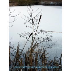 Rohrkolben am Brauereiteich.