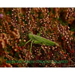 Großer Grashüpfer.