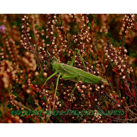 Großer Grashüpfer.