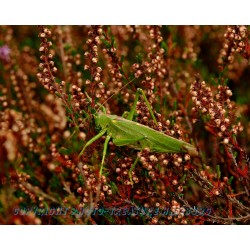 Großer Grashüpfer.