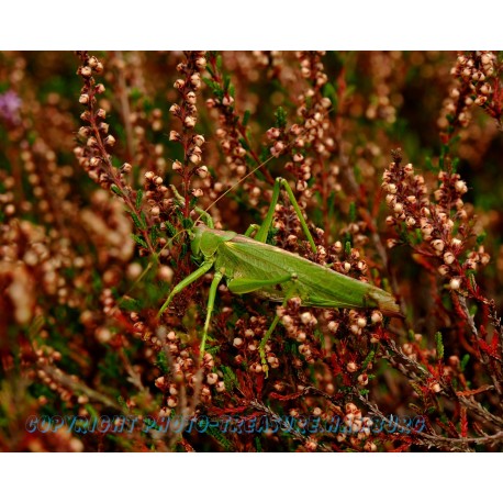 Großer Grashüpfer.