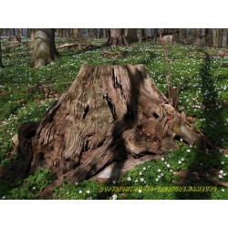 Erneuerung und Vergänglichkeit.