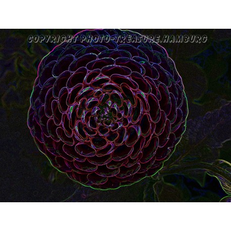 Dahlienblüte. Kunstbild.