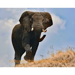 Elefantenbulle in drohender Haltung.