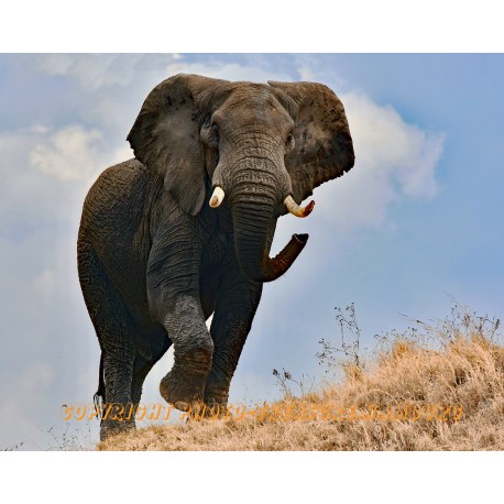 Elefantenbulle in drohender Haltung.